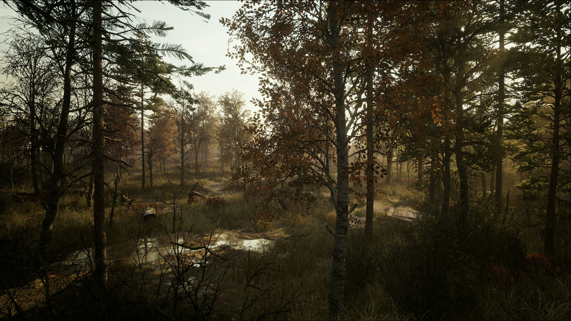 bosque exterior