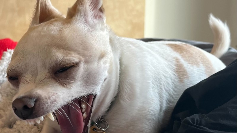 Weekend Warrior: Pet Edition – Saluda a nuestra familia peluda