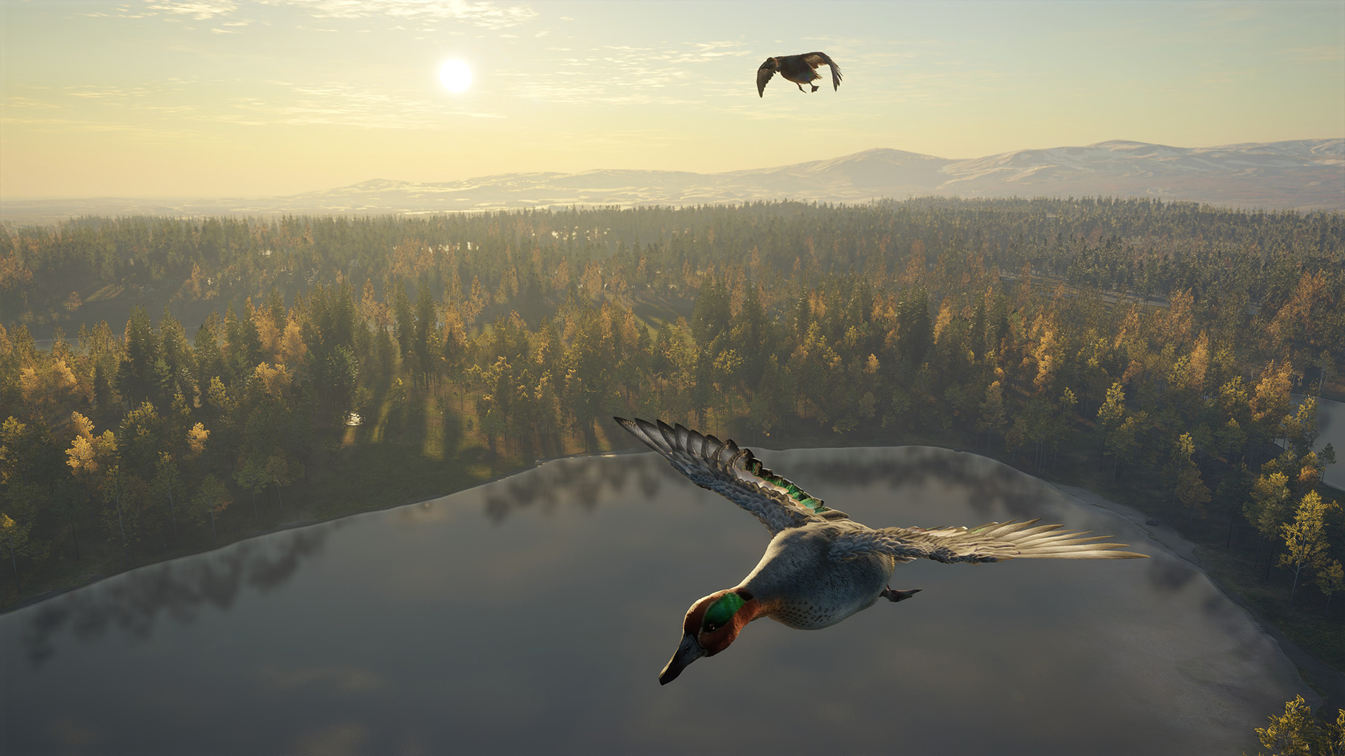 pájaro en vuelo