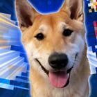 El perro Peanut Butter, el primer speedrunner canino del mundo Creo Gaming