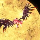 Shadow the Hedgehog regresa en Sonic Generations: descubre sus nuevos poderes Creo Gaming