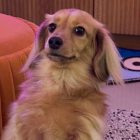 Un perro juega League of Legends: ¡habilidades que te dejan perplejo! There's a dog that can play League of Legends better than you